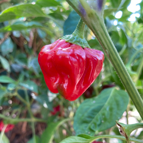 Red Jamaican Mushroom Pepper Seeds Tyler Farms