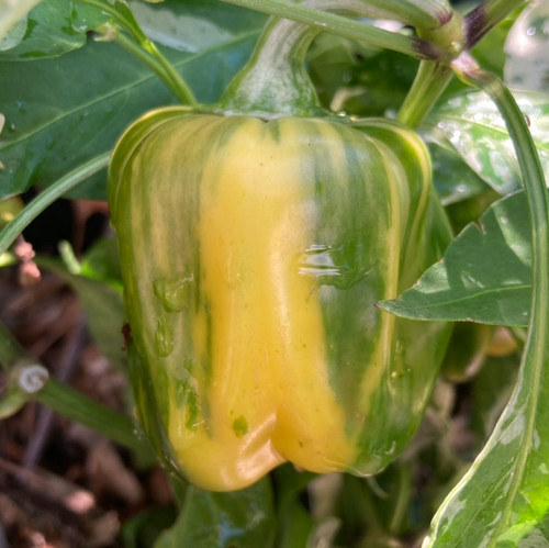 Tyler Farms Candy Cane Chocolate Cherry Pepper Seeds - Thumbnail 5
