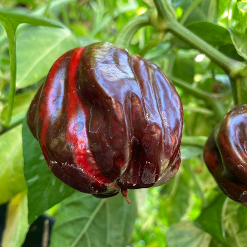 Tyler Farms Candy Cane Chocolate Cherry Pepper Seeds - Thumbnail 3
