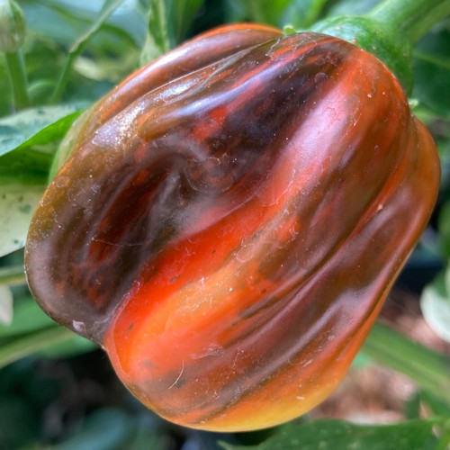 Tyler Farms Candy Cane Chocolate Cherry Pepper Seeds - Thumbnail 2