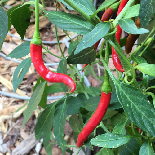 Peppers on the Scoville Scale - From Sweet to Heat - Pepper Geek