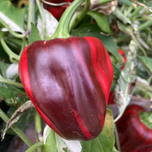 Candy Cane Chocolate Cherry Pepper Live Plant Tyler Farms