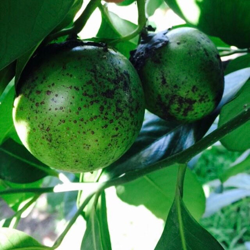 Black Sapote Live Fruit Tree | Tyler Farms