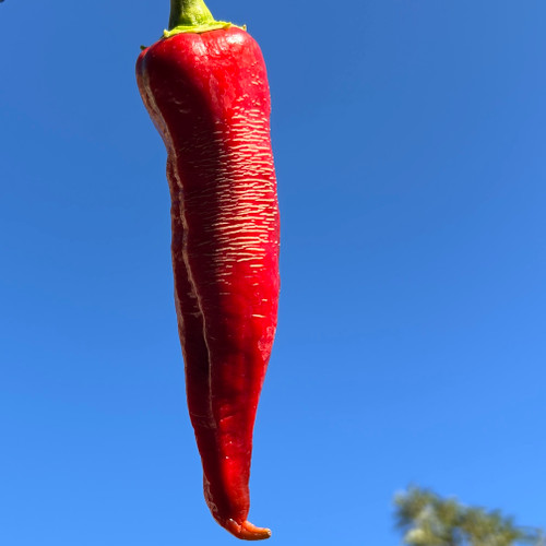 Rezha Macedonian Pepper | Tyler Farms Rezha Macedonian Pepper | Tyler Farms