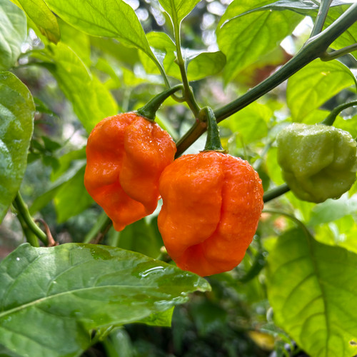 Orange 7 Pot Pepper Seeds | Tyler Farms
