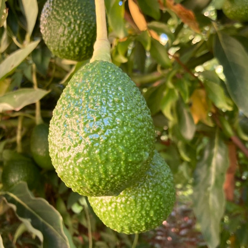 Lamb Hass Avocado | Tyler Farms Lamb Hass Avocado | Tyler Farms