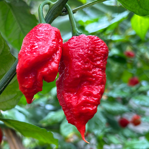 Ghost Breath Pepper Seeds Ghost Breath Pepper Seeds