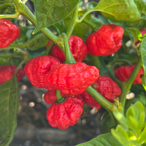 Red Scotch Brain pepper | Tyler Farms
