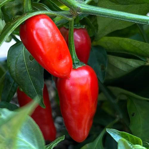 Tyler Farms Jalito Pepper Seeds