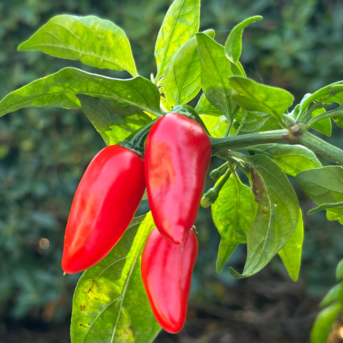 Tyler Farms Jalito Pepper Seeds - Thumbnail 2