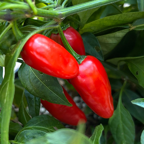Tyler Farms Jalito Pepper Seeds - Thumbnail 4