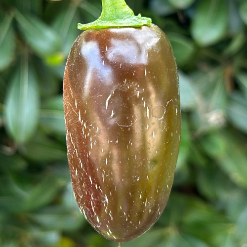 Chocolate Billy Biker Jalapeno Pepper | Tyler Farms