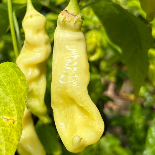 Sugar Rush White Pepper | Tyler Farms