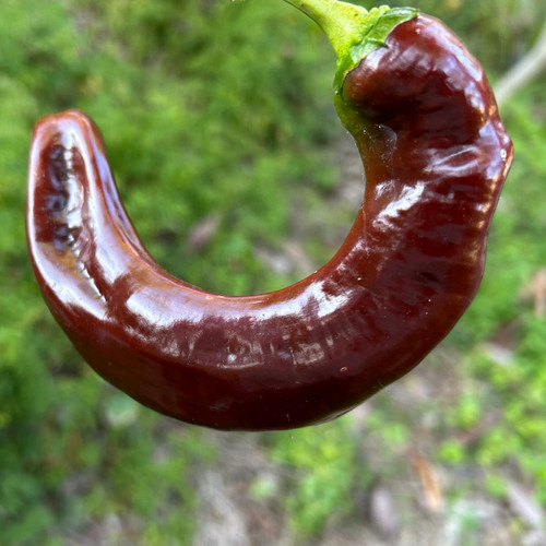 Chocolate Jimmy Nardello Sweet Italian Pepper | Tyler Farms