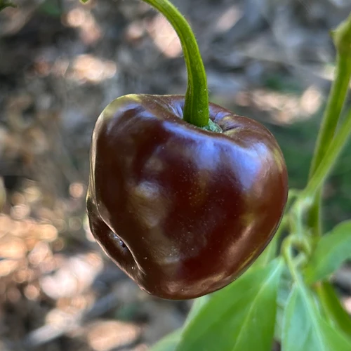 Chocolate Manzano Rocoto Pepper | Tyler Farms