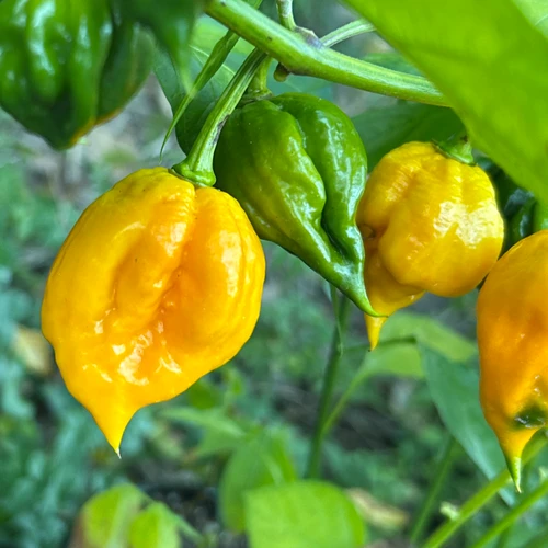 Yellow 7 Pot Scorpion Pepper | Tyler Farms