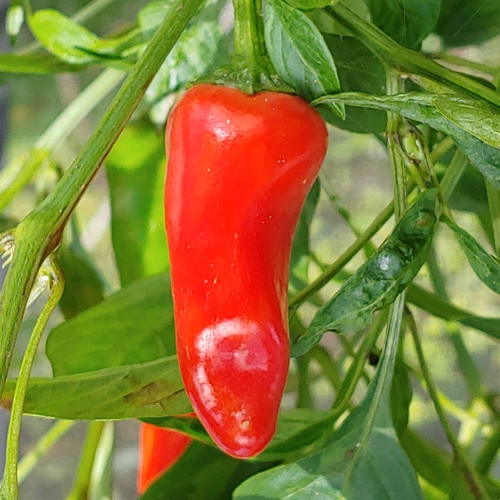 Fresno Pepper Seeds