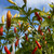 Tabasco Pepper | Tyler Farms Tabasco Pepper | Tyler Farms