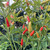 Tabasco Pepper | Tyler Farms Tabasco Pepper | Tyler Farms