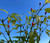 Pequin pepper | Tyler Farms Pequin pepper | Tyler Farms
