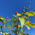 Pequin pepper | Tyler Farms Pequin pepper | Tyler Farms