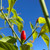 Pequin pepper | Tyler Farms Pequin pepper | Tyler Farms