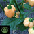 Peach Habanero Peppers | Tyler Farms