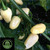 White Habanero Pepper Plant | Tyler Farms White Habanero Pepper Plant | Tyler Farms