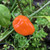 Orange Habanero Pepper | Tyler Farms
