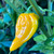 Yellow Fatalii pepper  | Tyler Farms Yellow Fatalii pepper  | Tyler Farms