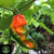 Red Devil's Tongue Pepper | Tyler Farms Red Devil's Tongue Pepper | Tyler Farms