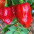 Red Devil's Tongue Pepper | Tyler Farms Red Devil's Tongue Pepper | Tyler Farms