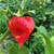 Red Devil's Tongue Pepper | Tyler Farms Red Devil's Tongue Pepper | Tyler Farms