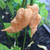 Jay's Peach Ghost Scorpion Pepper Seeds