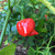 Red Trinidad Scorpion | Tyler Farms