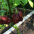 Chocolate 7 Pot Pepper | Tyler Farms