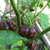 Chocolate 7 Pot Pepper | Tyler Farms