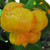Yellow Trinidad Moruga Scorpion Pepper Seeds Yellow Trinidad Moruga Scorpion Pepper Seeds