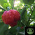Red Trinidad Moruga Scorpion Pepper | Tyler Farms Red Trinidad Moruga Scorpion Pepper | Tyler Farms