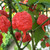 Carolina Reaper Peppers | Tyler Farms Carolina Reaper Peppers | Tyler Farms