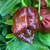 Chocolate Trinidad Scorpion Pepper | Tyler Farms Chocolate Trinidad Scorpion Pepper | Tyler Farms