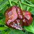 Chocolate Trinidad Scorpion Pepper | Tyler Farms Chocolate Trinidad Scorpion Pepper | Tyler Farms