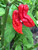 Red Ghost Pepper | Tyler Farms