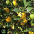 Meyer Lemon Tree | Tyler Farms Meyer Lemon Tree | Tyler Farms