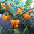 Honey Fire Habanero Peppers | Tyler Farms