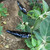Two Black Cobra Peppers | Tyler Farms Two Black Cobra Peppers | Tyler Farms