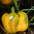 Yellow Bell Pepper | Tyler Farms