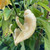 White Ghost Peppers | Tyler Farms White Ghost Peppers | Tyler Farms