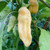 White Ghost Peppers | Tyler Farms White Ghost Peppers | Tyler Farms