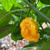 Yellow 7 Pot pepper | Tyler Farms Yellow 7 Pot pepper | Tyler Farms